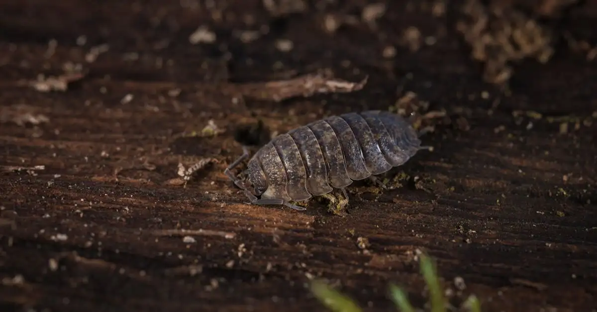 Waar zijn pissebedden goed voor? Ontdek hun rol in de natuur!