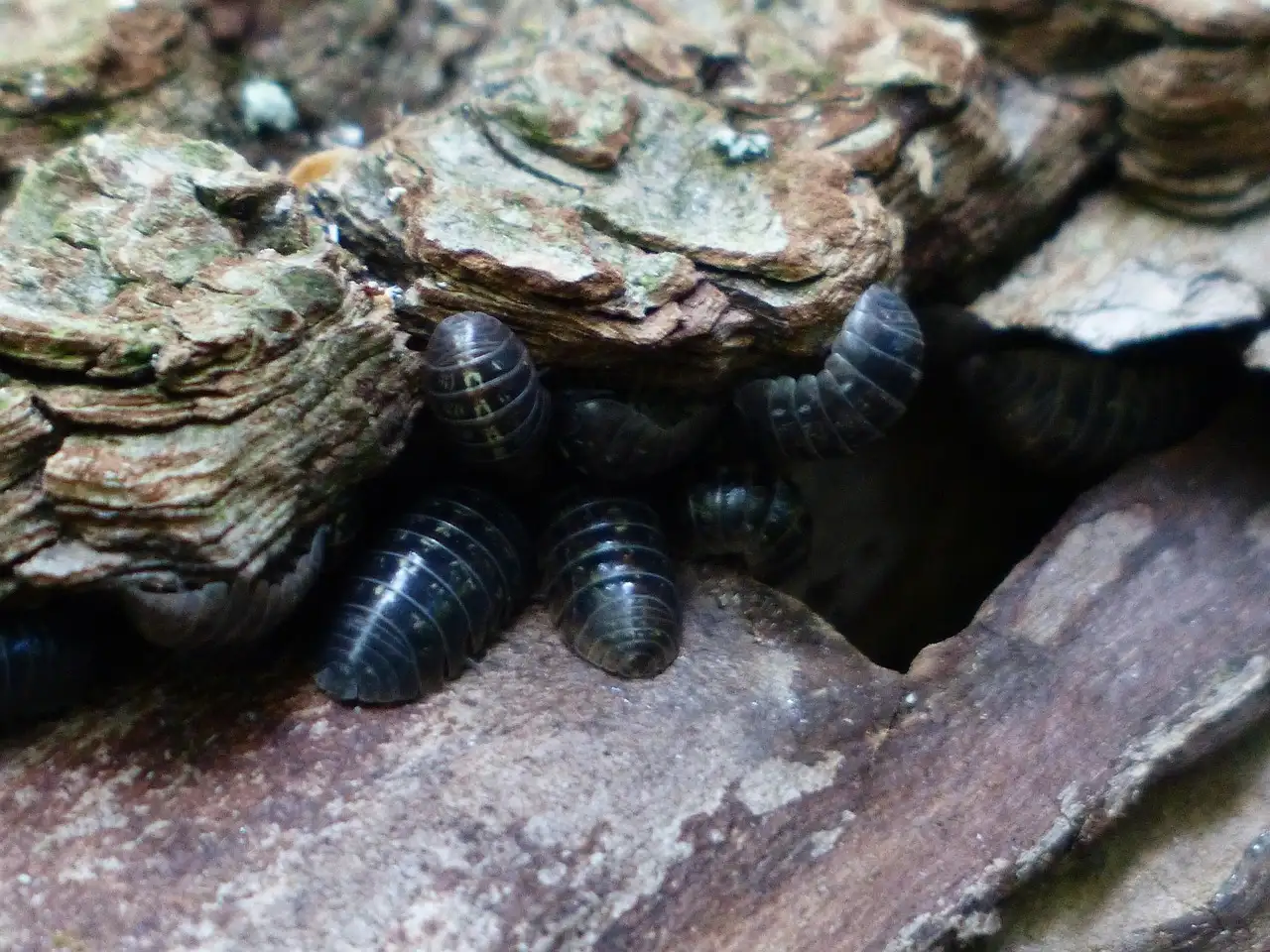 Waar zijn pissebedden goed voor? Ontdek hun rol in de natuur!