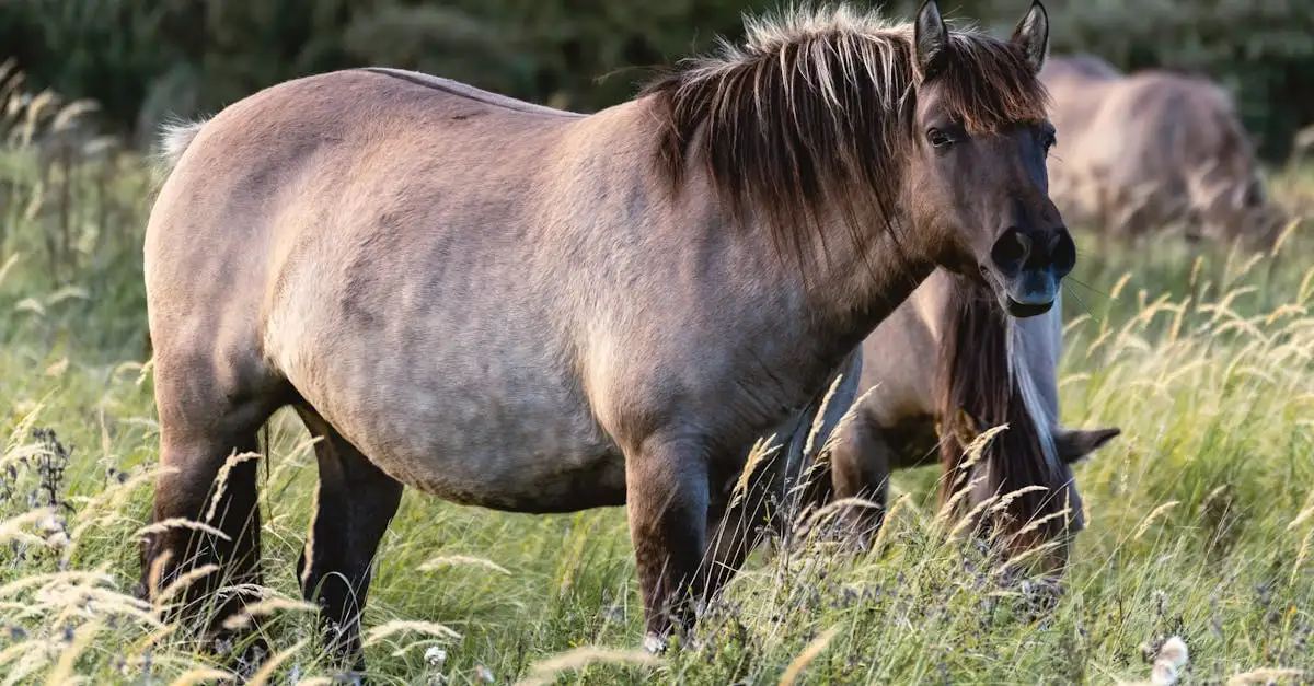 Waarom is Sarek National Park beroemd om zijn wildernis?