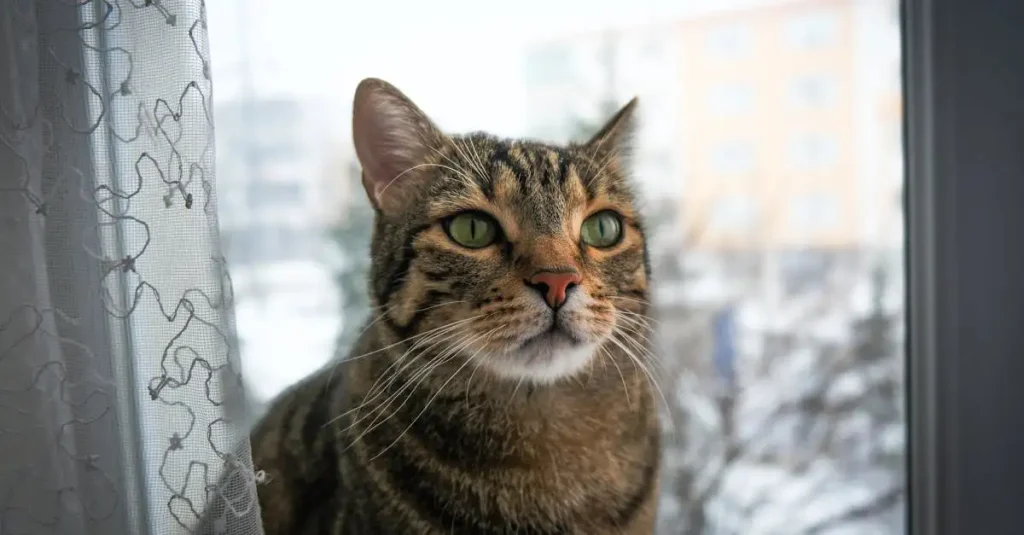 Wat is de gemiddelde levensduur van een kat?