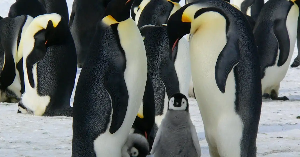 Wat is de rol van pinguïns in het Antarctische ecosysteem?