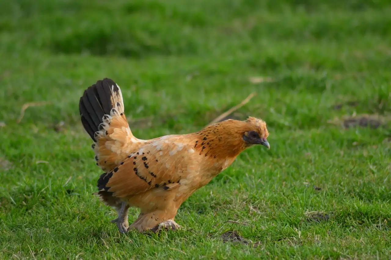 Wat is het verhaal achter 'Hallo kip'?