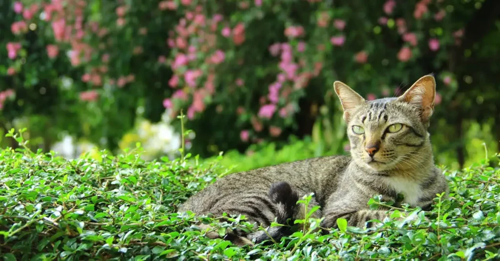 Wat zijn de geheimen van heilige katten? Ontdek het hier!