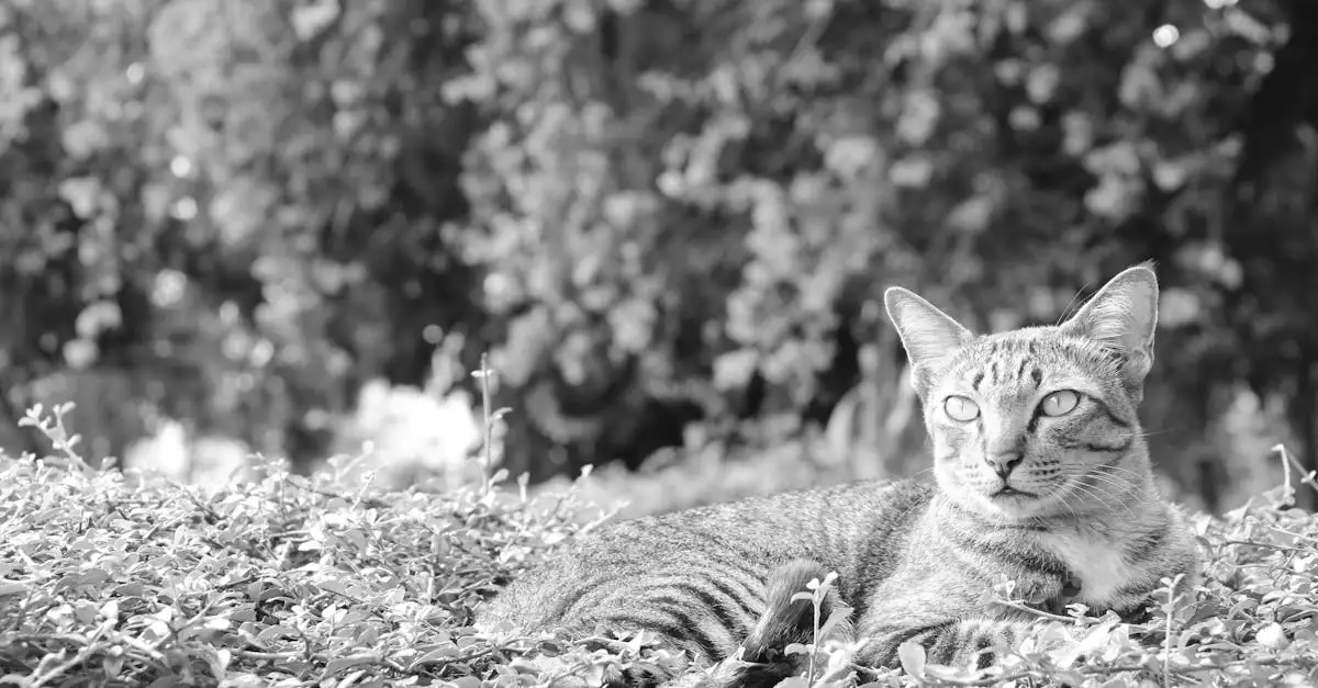 Wat zijn de geheimen van heilige katten? Ontdek het hier!