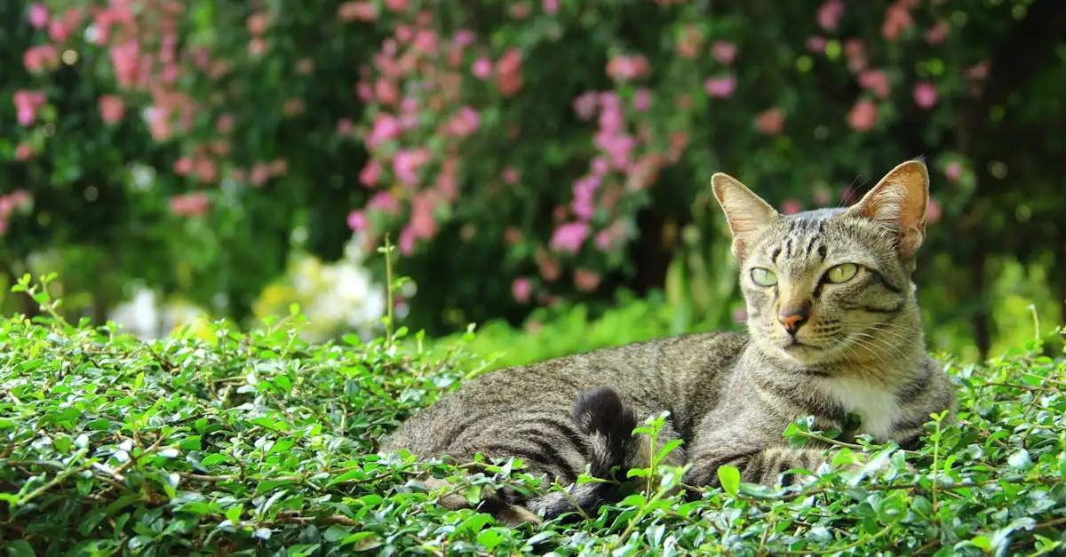 Wat zijn de geheimen van heilige katten? Ontdek het hier!