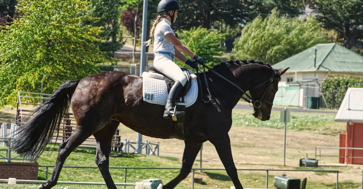 Welk bit past bij mijn paard? Ontdek de beste opties hier!