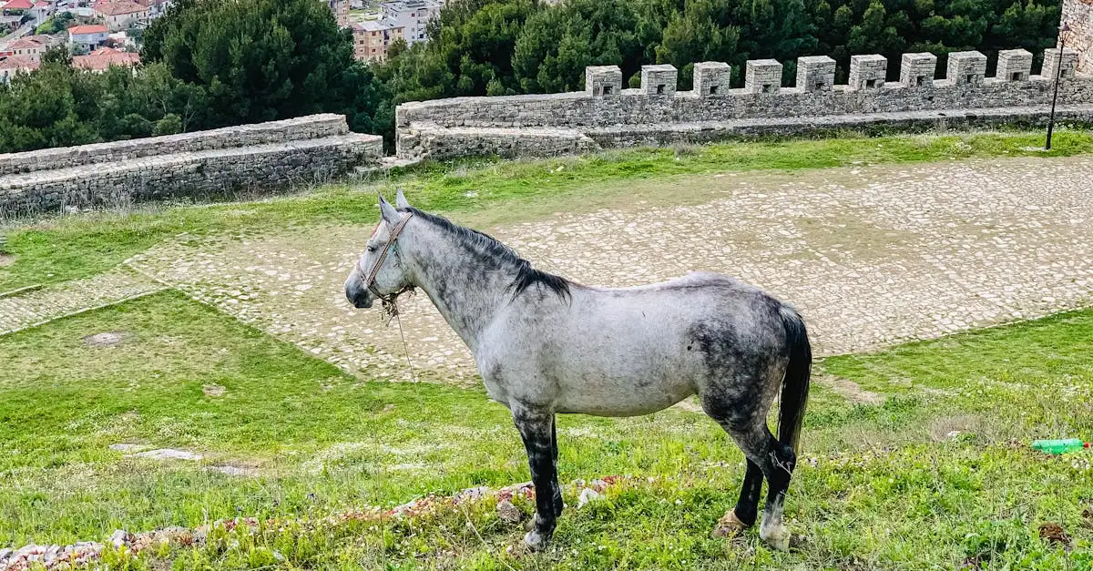 Welk bit past bij mijn paard? Ontdek de beste opties hier!