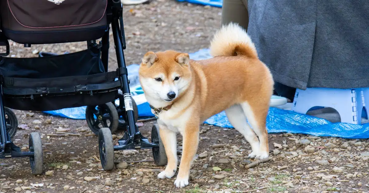Welk hondenras past bij mij test? Ontdek jouw ideale hond!