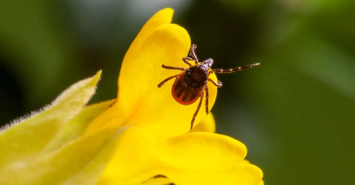 Welke antibiotica bij lyme borreliose? Ontdek de beste opties!
