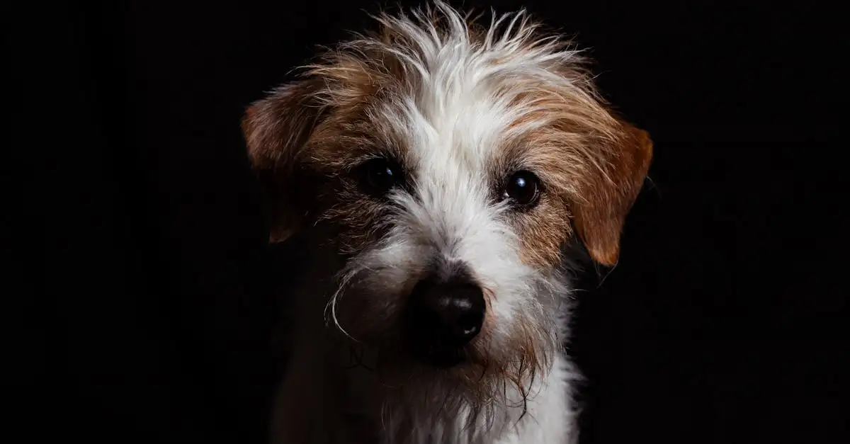Welke hond past bij mij quiz? Ontdek jouw ideale viervoeter!