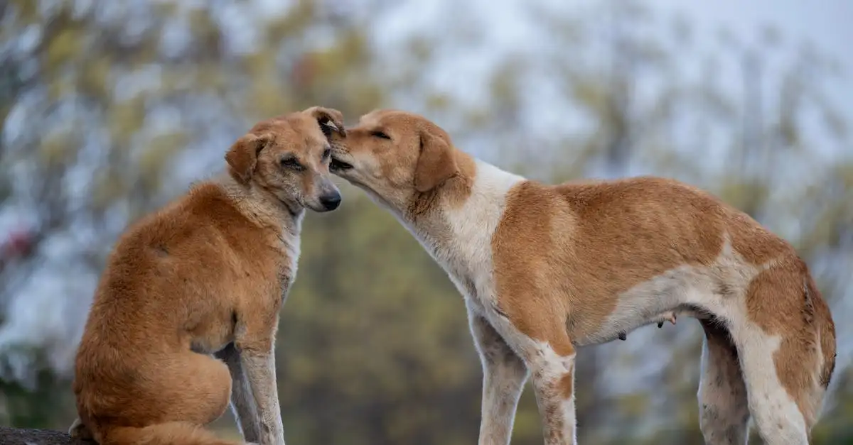 Welke hond past bij ons gezin? Ontdek de perfecte match!