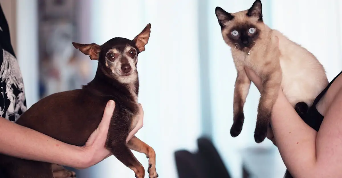 Welke hond past niet bij katten? Ontdek de beste keuzes!