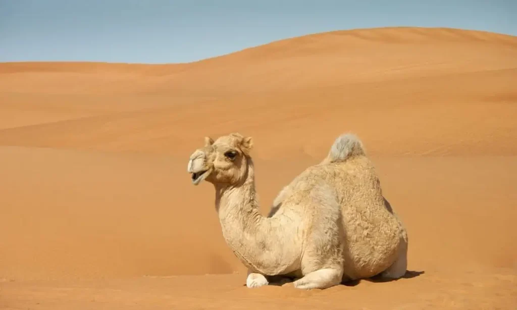 Welke kleur past bij camel? Ontdek stijlvolle combinaties!
