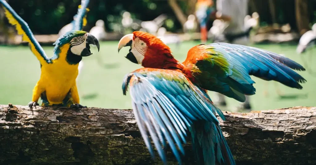 Welke vogels hebben kleurrijke veren zoals de papegaai?