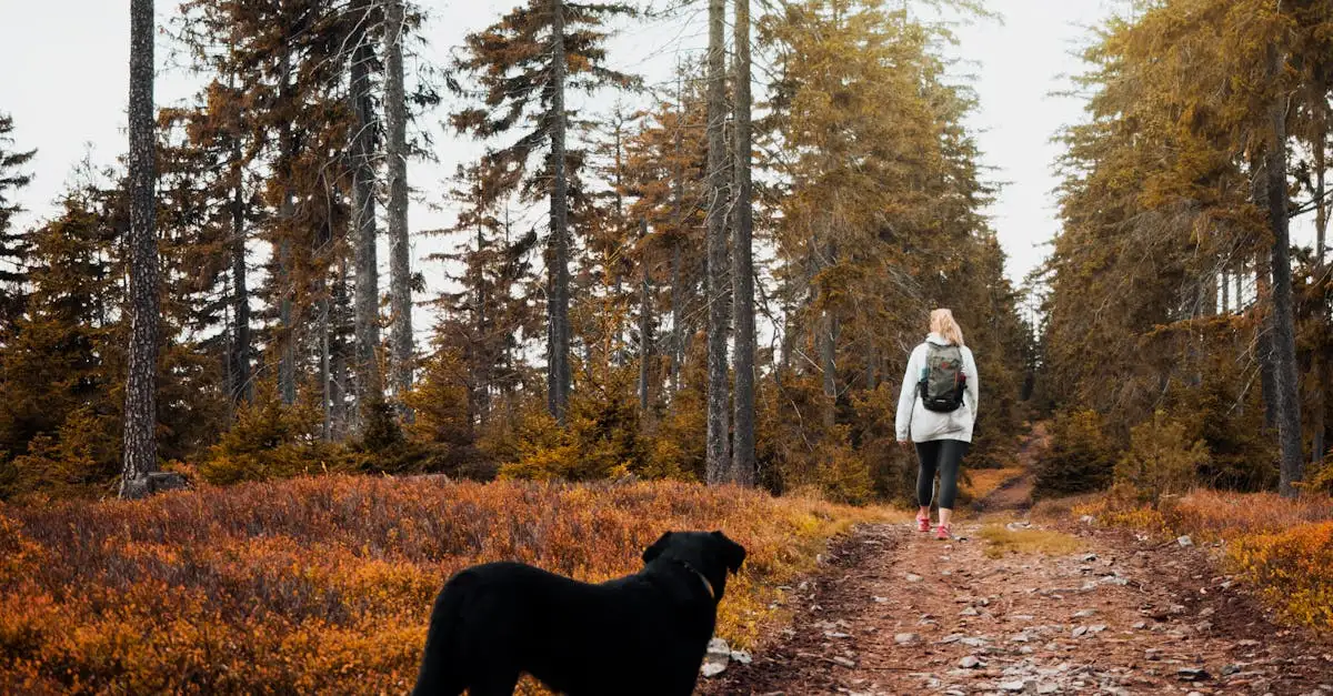 Welke waakhond past bij mij? Ontdek jouw ideale hond!