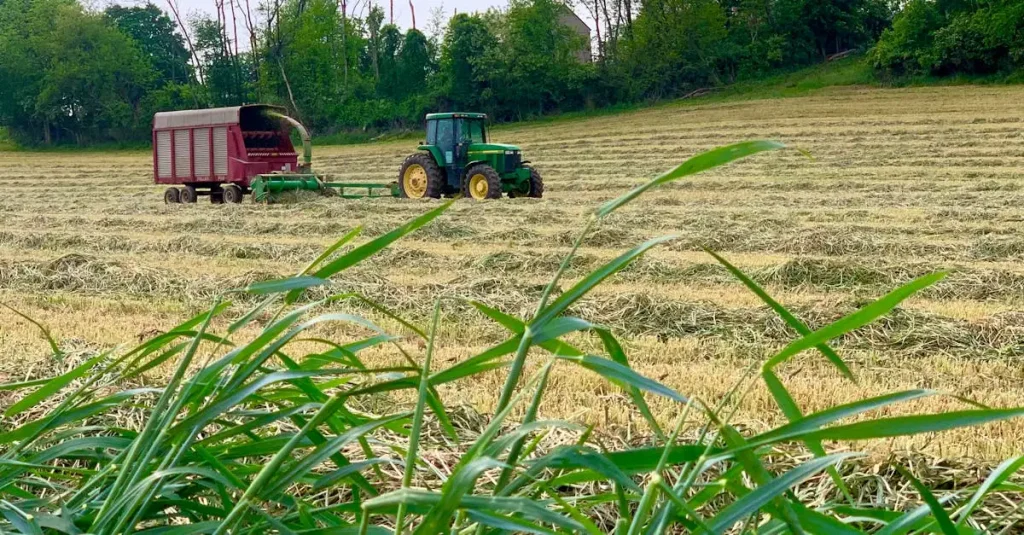 Gras groeit bij welke temperatuur? Ontdek de ideale voorwaarden!