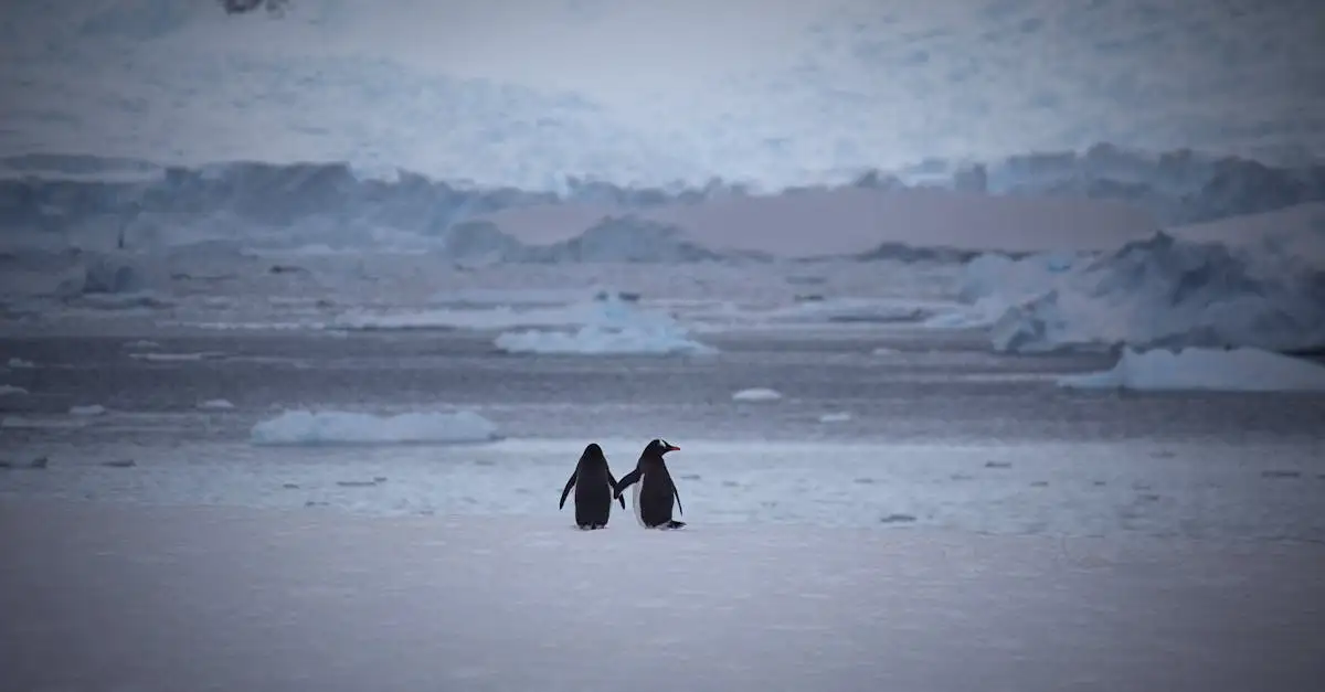 Hoe overleven pinguïns in de kou van Antarctica?