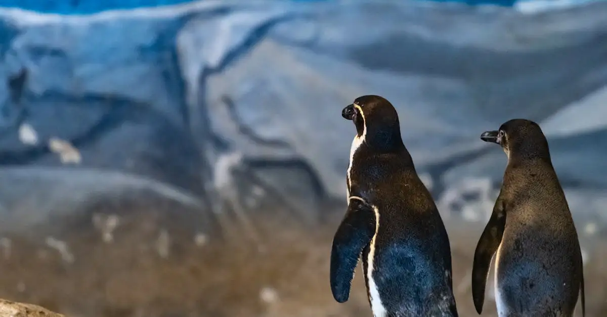 Hoe overleven pinguïns in de kou van Antarctica?