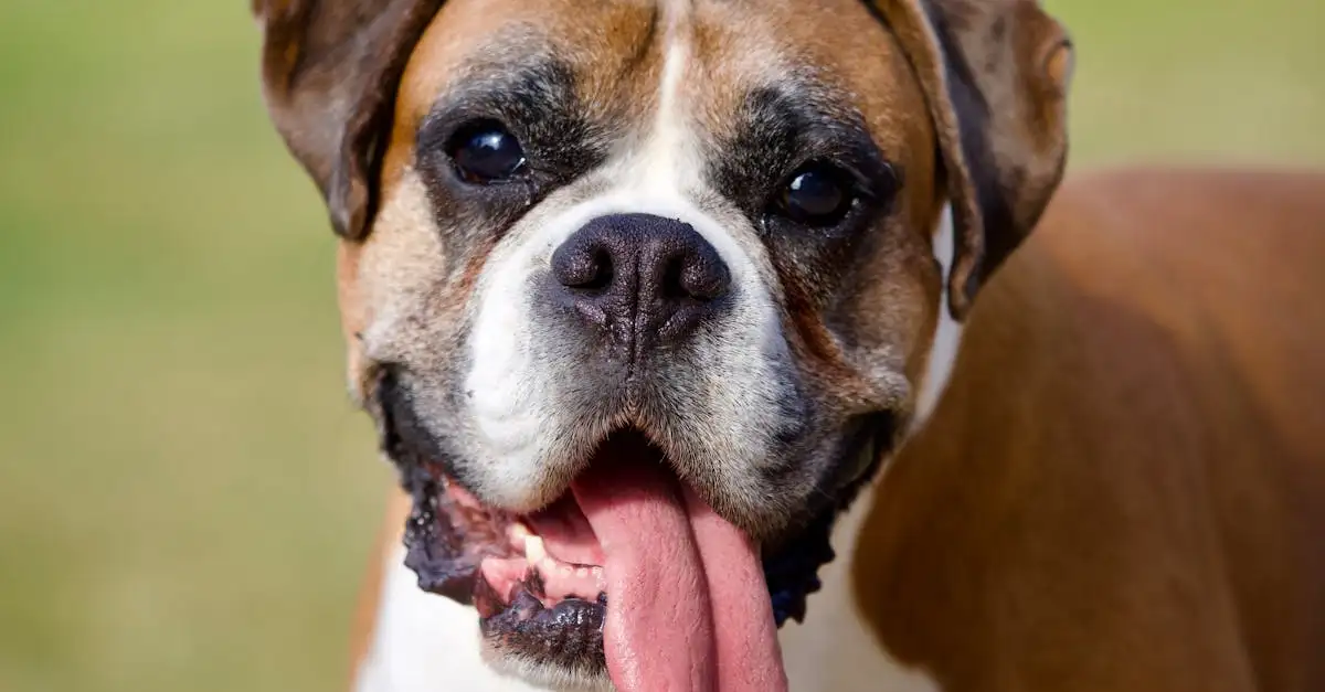 Test welke hond past bij mijn karakter? Ontdek jouw ideale maatje!