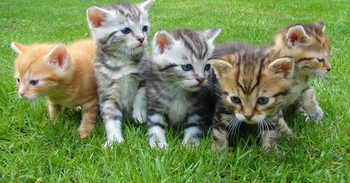 Tot welke leeftijd drinken kittens bij hun moeder? Ontdek het nu!