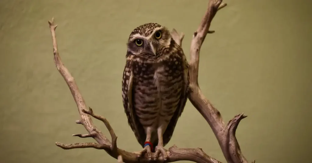 Wat is de betekenis van de uil voor Athene?