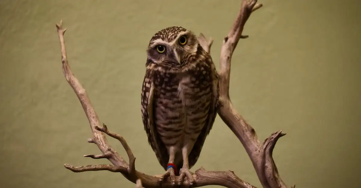 Wat is de betekenis van de uil voor Athene?