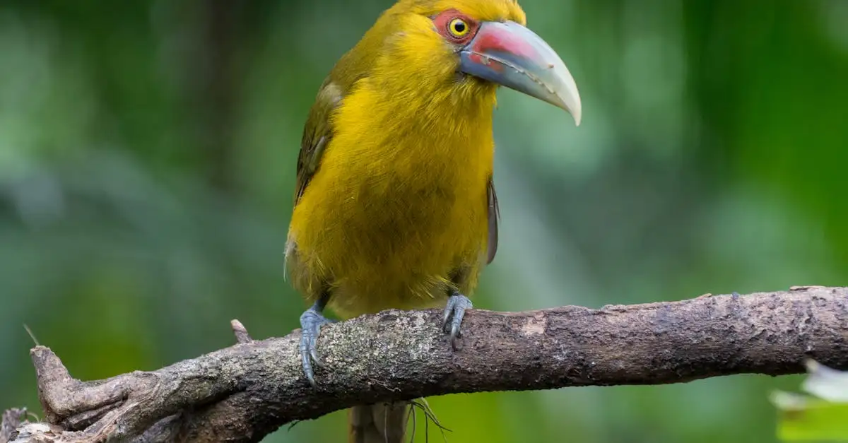 Wat is de rol van vogels in ecosystemen? Ontdek hier!