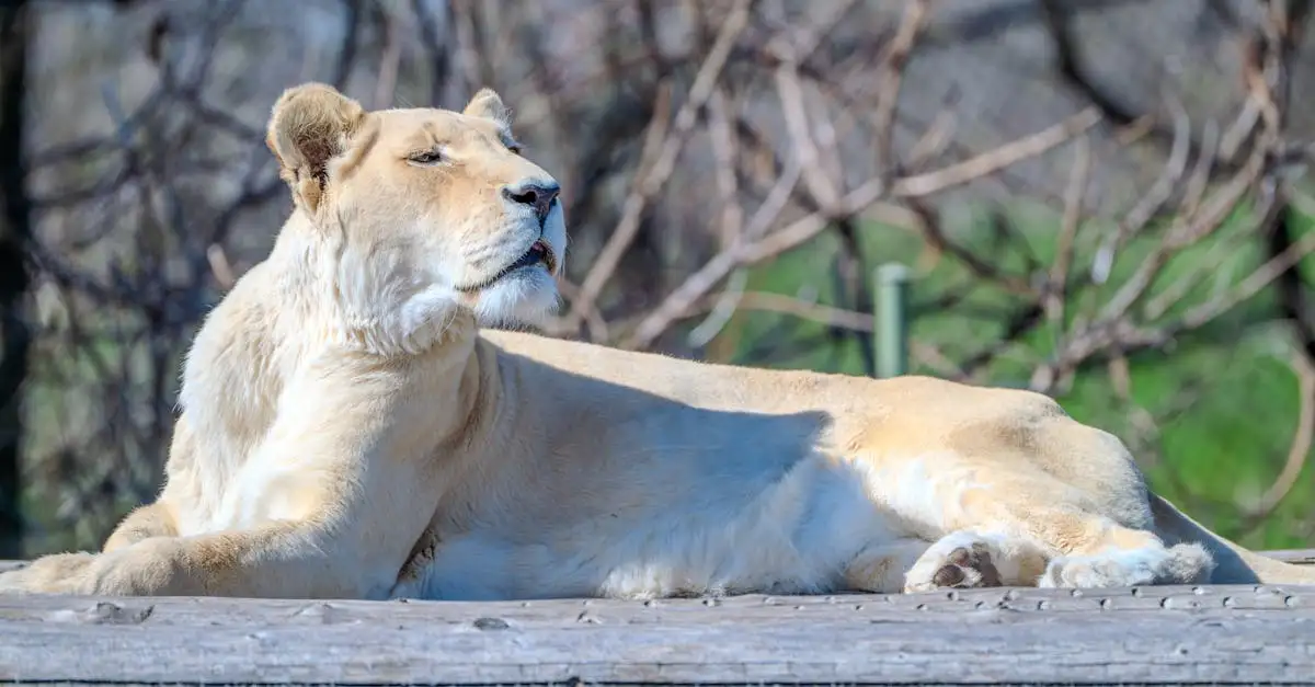 Wat is de Serengeti, het nationale park van Tanzania?