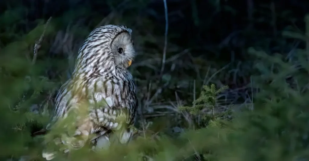 Wat maakt de uil bijzonder in zijn nachtelijke jacht?