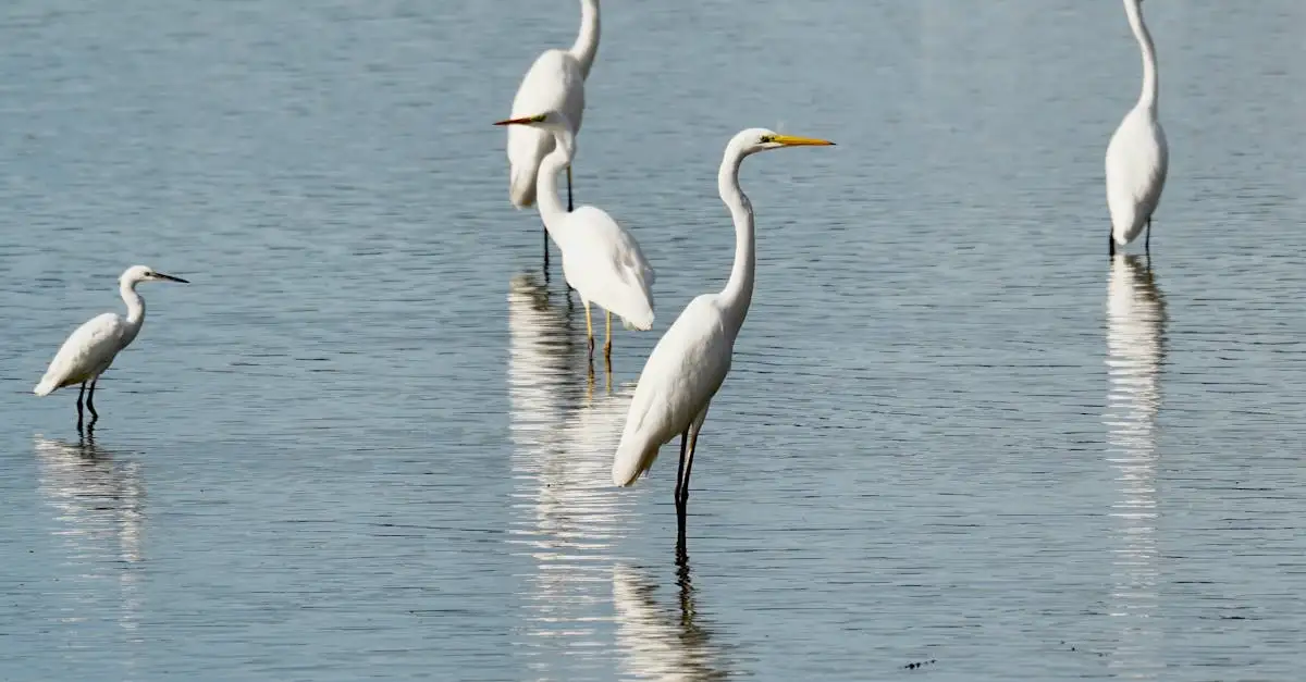 Wat zijn de kenmerken van watervogels zoals eenden en zwanen?