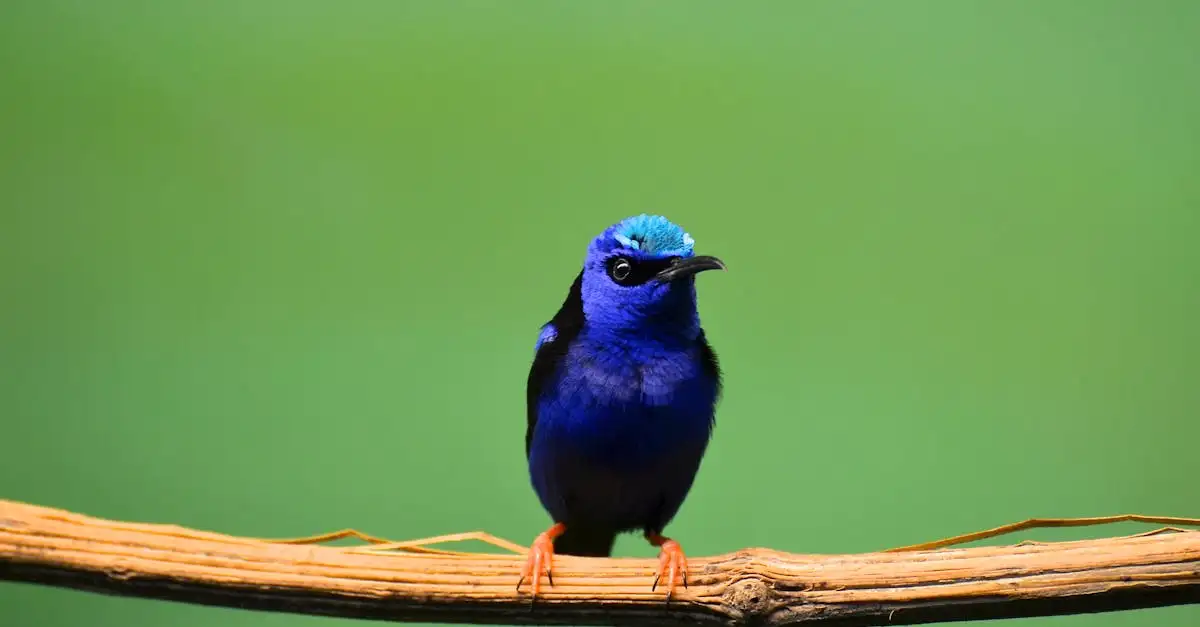 Wat zijn de meest voorkomende zangvogels in de stad?