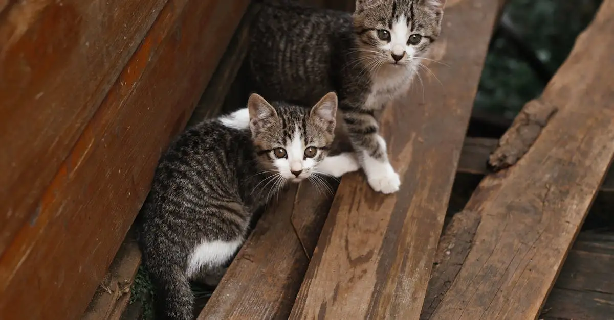 Wat zijn de verschillen tussen huiskatten en wilde katten?
