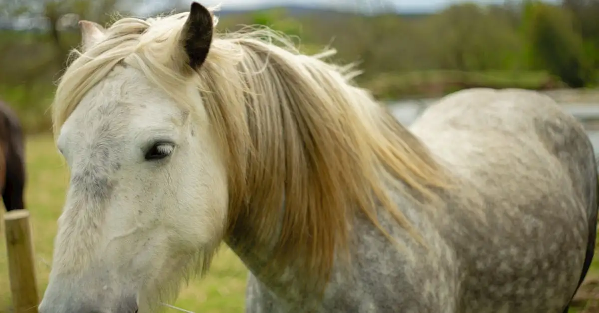 Welk paard past bij mij quiz? Ontdek jouw ideale match!