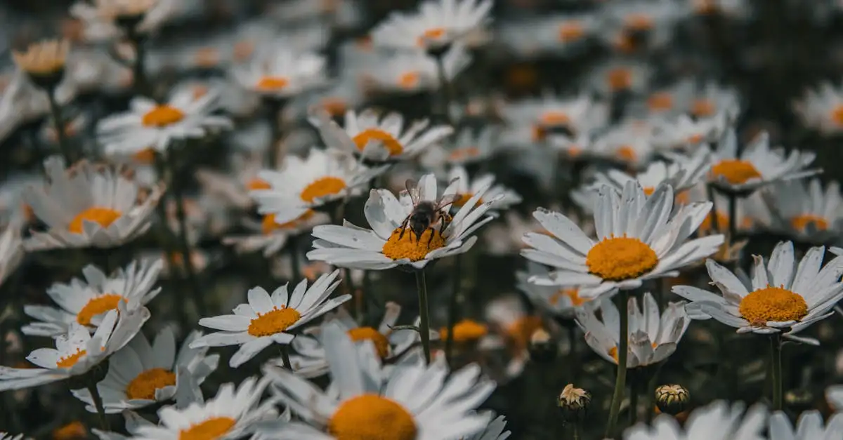 Welke bloemen bij overlijden? Tips voor een passende keuze