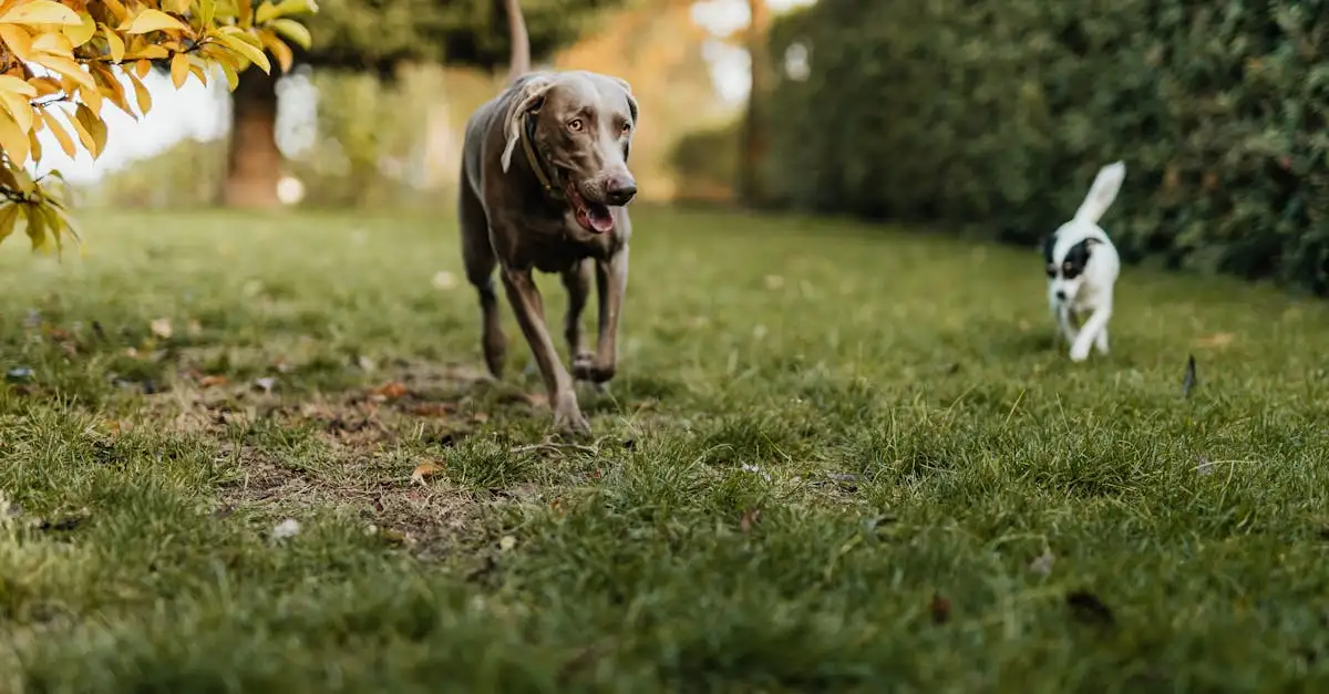 Welke rol hadden honden bij de prehistorische jacht?