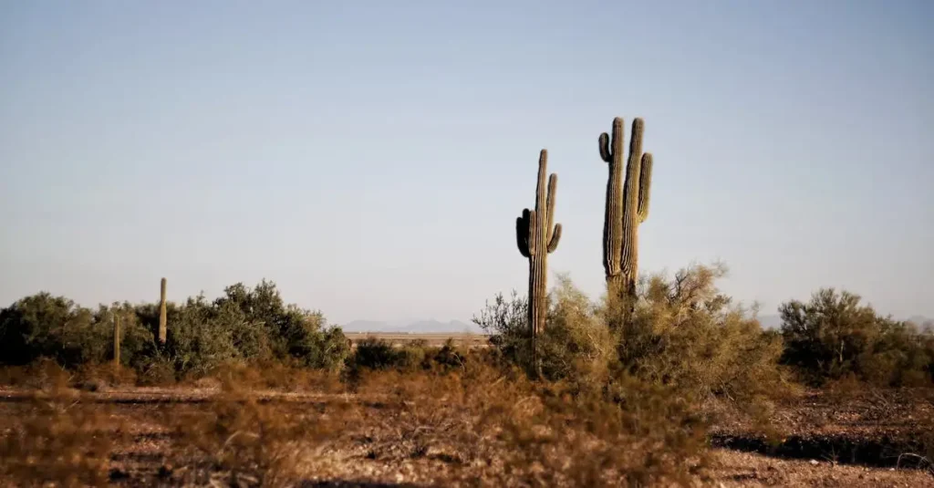 Welke woestijn in Noord-Amerika heeft Saguaro-cactussen?