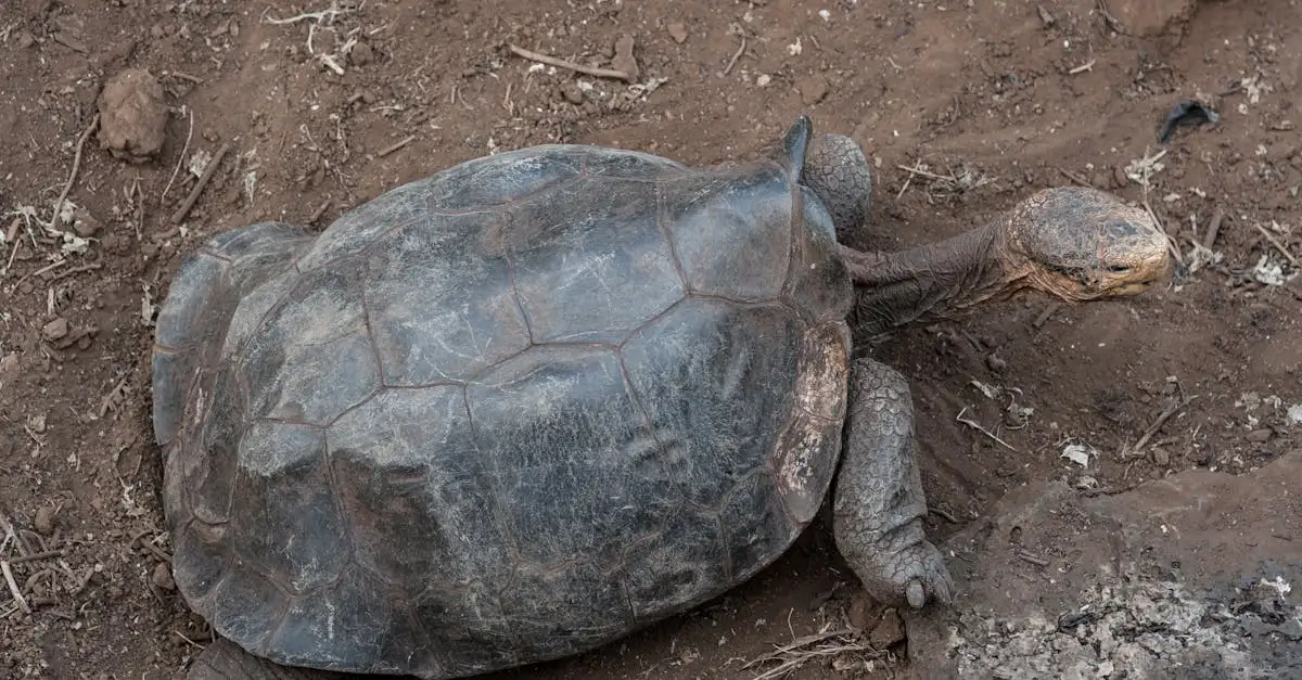 Wie schreef On the Origin of Species? Ontdek hier!