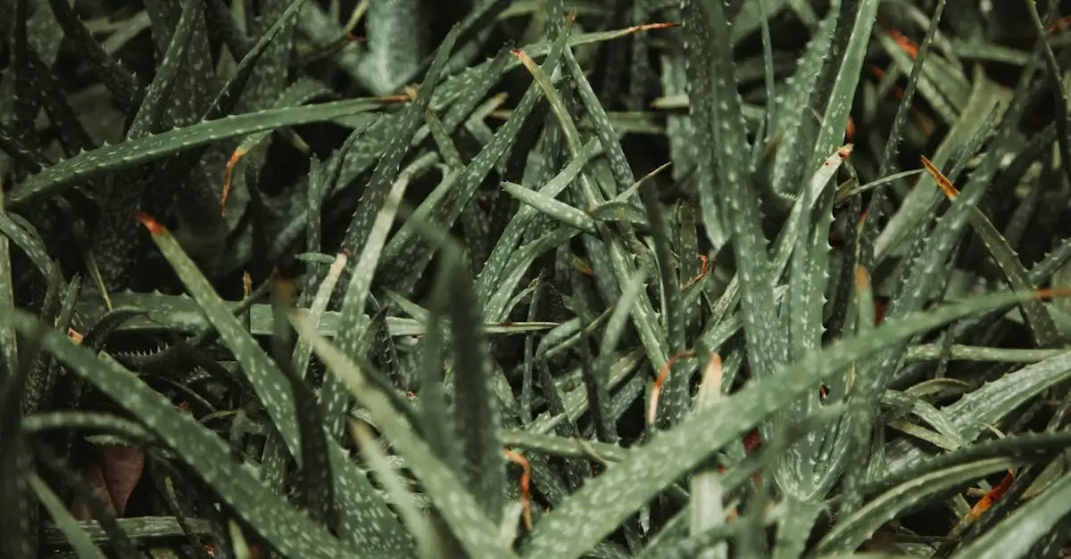 Aloe vera waar is dat goed voor? Ontdek de voordelen nu!