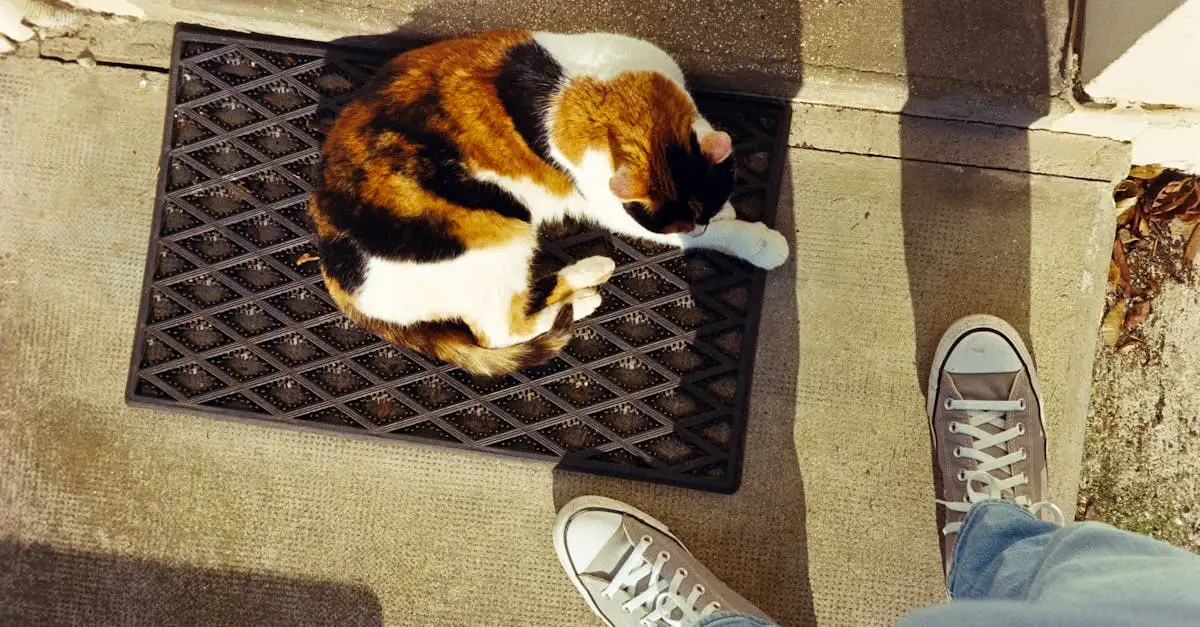 Hoe beïnvloeden katten ons dagelijks leven als eigenaren?