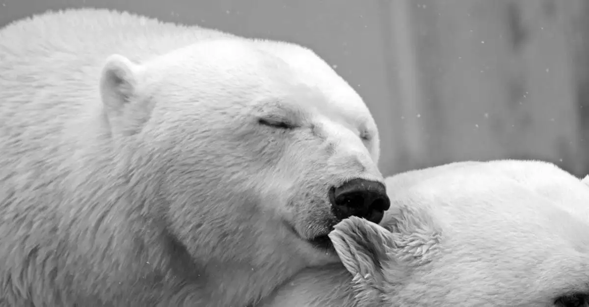 Hoe beïnvloedt klimaatverandering het gedrag van wilde dieren?