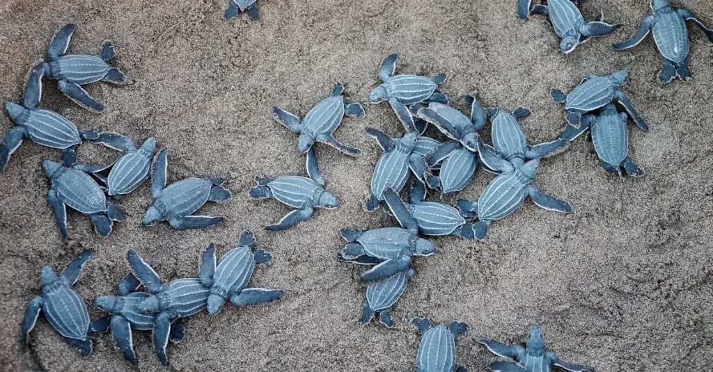 Hoe verdedigt een reuze schildpad zich tegen zijn omgeving?