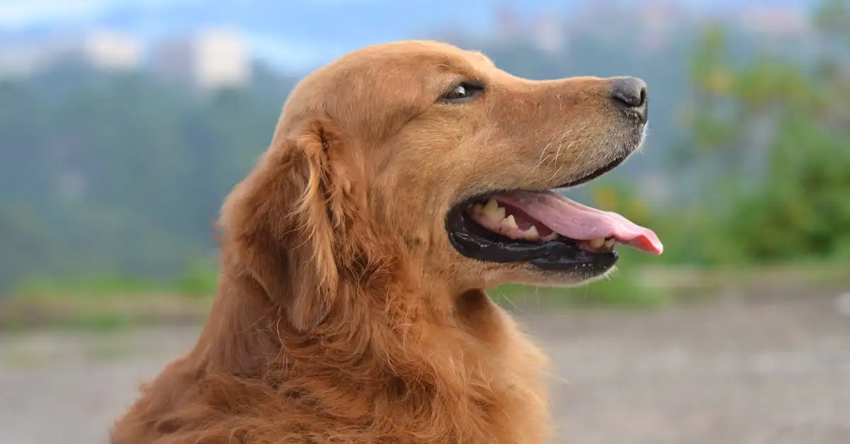 Hoe zorg je voor een gezonde vacht bij je hond?