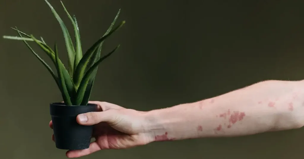Waar is aloe vera plant goed voor? Ontdek de voordelen hier!