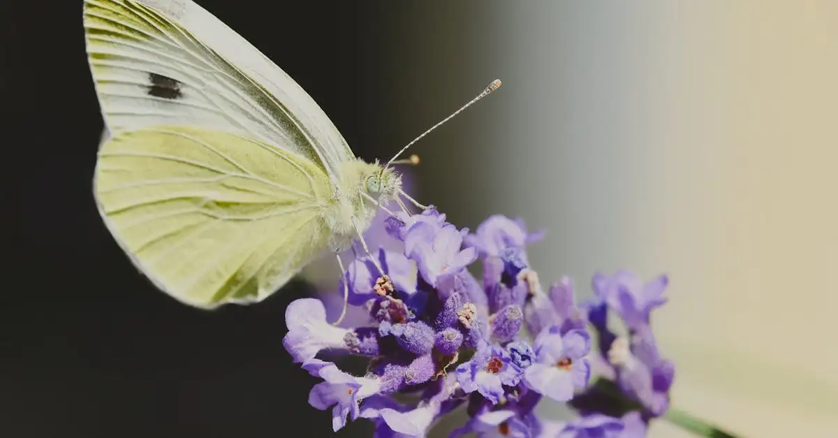 Waar is lavendel goed voor in de tuin? Ontdek de voordelen!