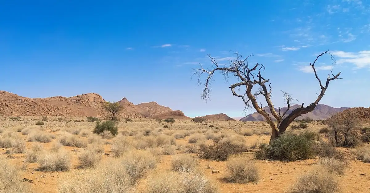 Waar ligt de beroemde Dead Vlei en Sossusvlei precies?