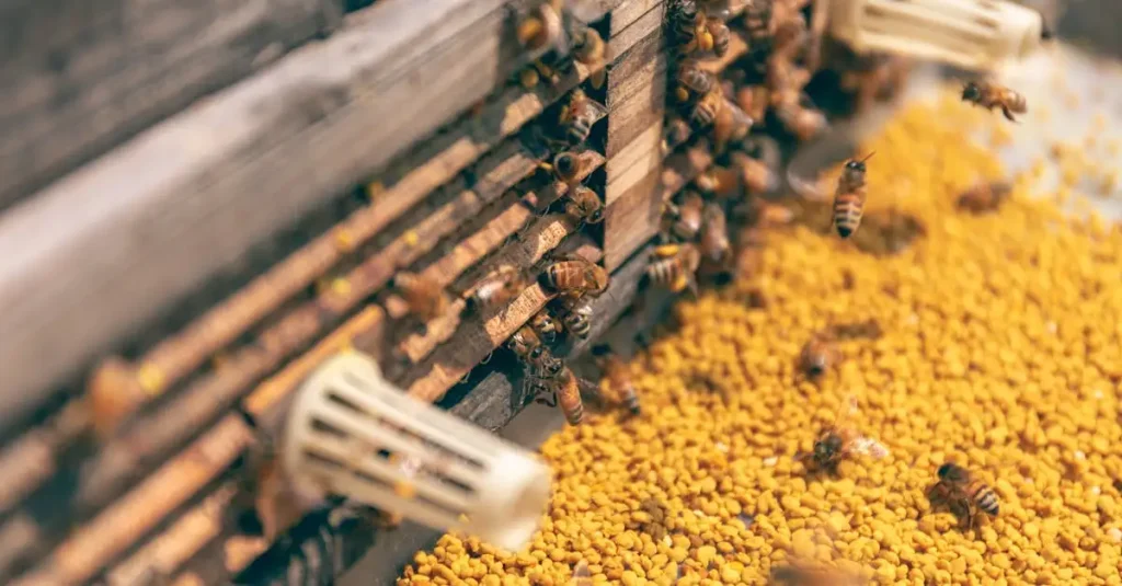Waar zijn bijenpollen goed voor? Ontdek de voordelen nu!