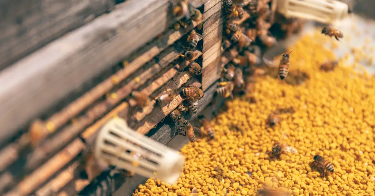 Waar zijn bijenpollen goed voor? Ontdek de voordelen nu!