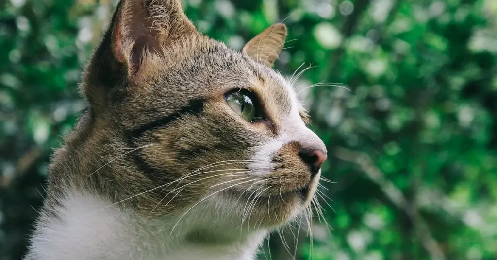 Waarom houden katten zo van een vaste routine?