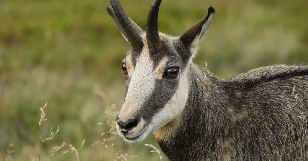 Wat is de rol van wilde dieren in biodiversiteit?