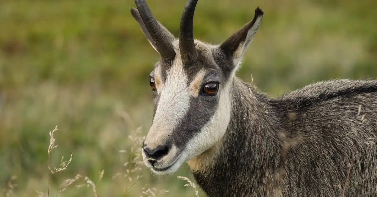Wat is de rol van wilde dieren in biodiversiteit?
